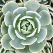 Succulent plant