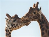 giraffe pair