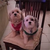 picture of two dogs on a chair