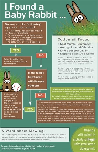 Baby Rabbit Information