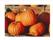 Pumpkin Image