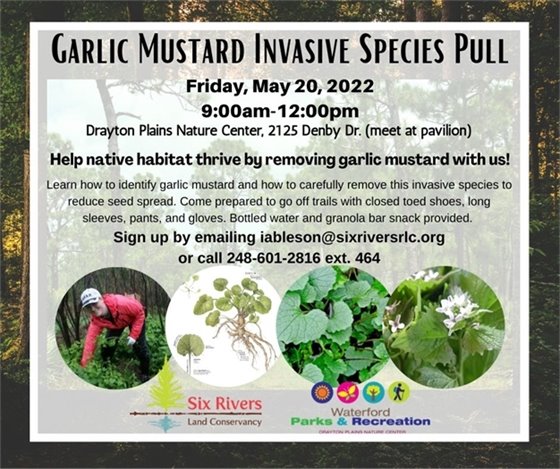 Garlic Mustard Pull