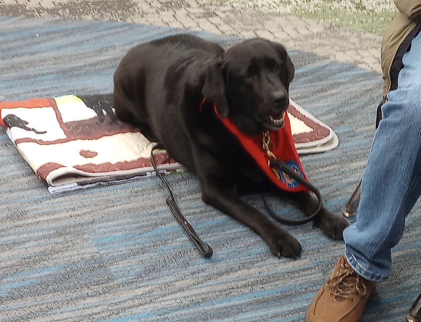 Scout, a black labrador